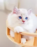 ラグドール【埼玉県・男の子・2023年4月15日・シールリンクスポイント】の写真5