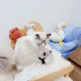 ラグドール【埼玉県・女の子・2023年3月26日・シールポイントバイカラー】の写真5