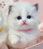 ラグドール【埼玉県・女の子・2024年2月12日・シールポイントバイカラー】の写真5