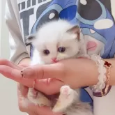 ラグドール【埼玉県・女の子・2024年9月24日・シールポイントバイカラー】の写真5