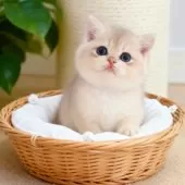 ブリティッシュショートヘア【埼玉県・女の子・2025年8月7日・ブルーゴールデン】の写真4