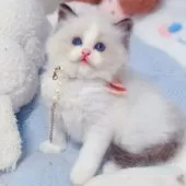 ラグドール【埼玉県・男の子・2025年6月7日・シールポイントバイカラー】の写真3