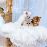 ブリティッシュショートヘア【埼玉県・女の子・2025年8月7日・ブルーゴールデン】の写真14