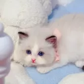 ラグドール【埼玉県・男の子・2025年6月7日・シールポイントバイカラー】の写真7