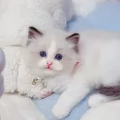 ラグドール【埼玉県・男の子・2025年6月7日・シールポイントバイカラー】の写真5