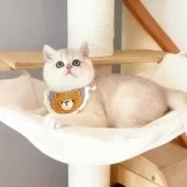 ブリティッシュショートヘア【埼玉県・女の子・2025年7月11日・ブルーゴールデン】の写真7