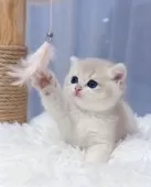 ブリティッシュショートヘア【埼玉県・女の子・2025年8月7日・ブルーゴールデン】の写真13