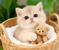 ブリティッシュショートヘア【埼玉県・女の子・2025年8月7日・ブルーゴールデン】の写真7