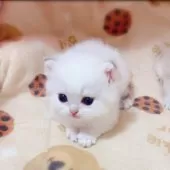 ブリティッシュショートヘア【埼玉県・男の子・2025年7月11日・ゴールデンポイント】の写真7