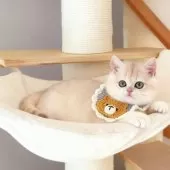 ブリティッシュショートヘア【埼玉県・女の子・2025年7月11日・ブルーゴールデン】の写真5