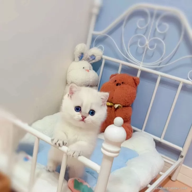 ID:2503-00182の子猫