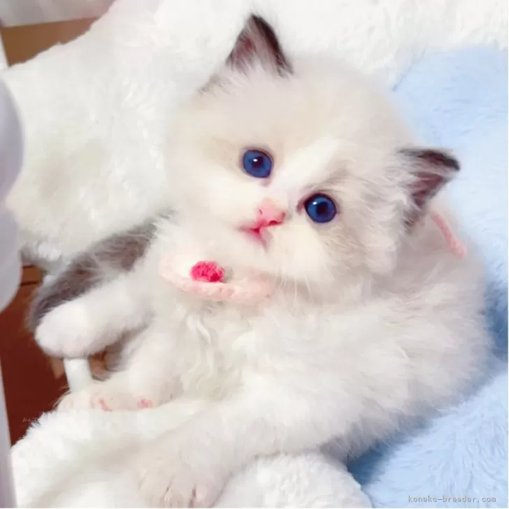 ID:2507-02191の子猫