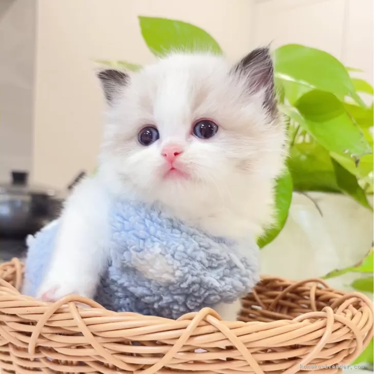 ID：2412-00821の子猫