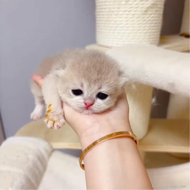 ID:2505-01604の子猫