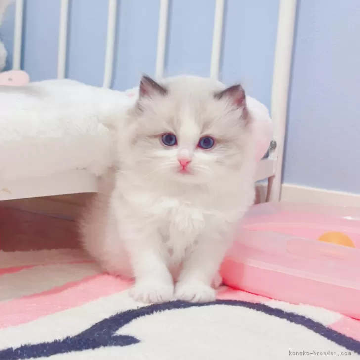 ID：2412-01373の子猫