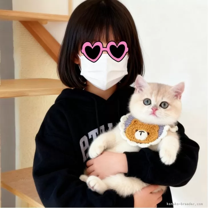 ブリティッシュショートヘア【埼玉県・女の子・2025年7月11日・ブルーゴールデン】の写真1