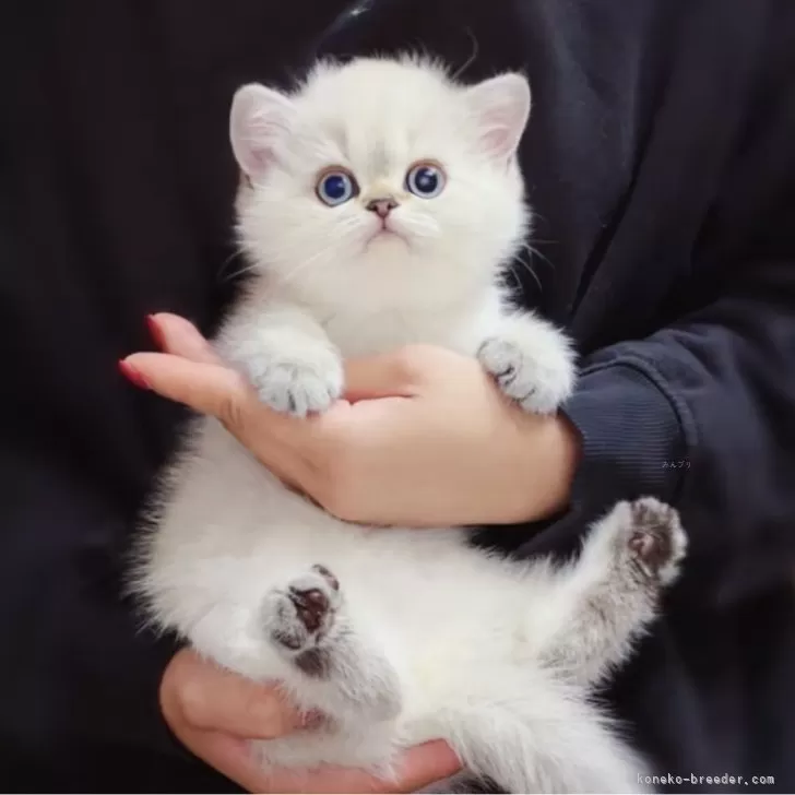 ID：2504-03203の子猫