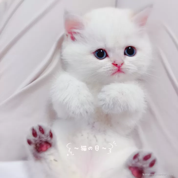 ID：2504-03509の子猫