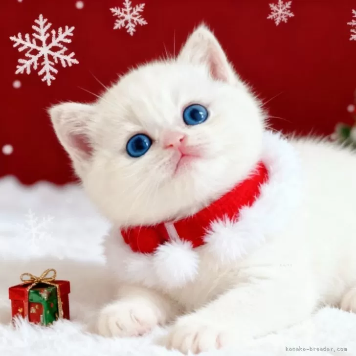 ID：2510-00151の子猫