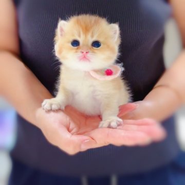 ブリティッシュショートヘア【埼玉県・女の子・2025年6月25日・ゴールデン】の写真「輝くゴールド✨美しい瞳🧸」