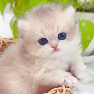 ブリティッシュショートヘア【埼玉県・男の子・2025年4月27日・ブルーゴールデン】の写真「ふわふわもちもち小さなマルコ🌟」