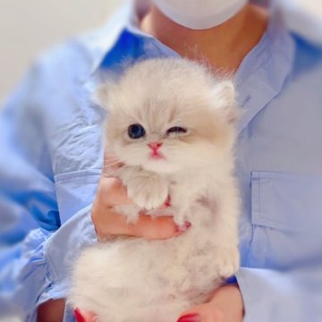 ブリティッシュショートヘア【埼玉県・男の子・2025年4月27日・ブルーゴールデン(ロングヘア)】の写真「天使のような笑顔にキラキラした瞳🔆🔆🔆」