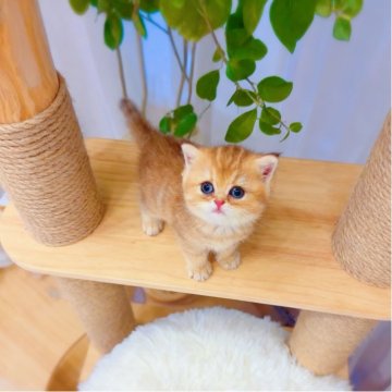 ブリティッシュショートヘア【埼玉県・女の子・2025年8月1日・ゴールデン】の写真「真丸顔、ちょっと垂れ目可愛い❤️」