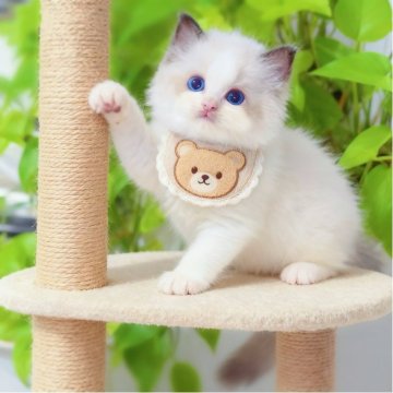 ラグドール【埼玉県・男の子・2025年8月31日・シールポイントバイカラー】の写真「甘え坊✨真丸お顔に、澄んだブルーの瞳がキラキラ」