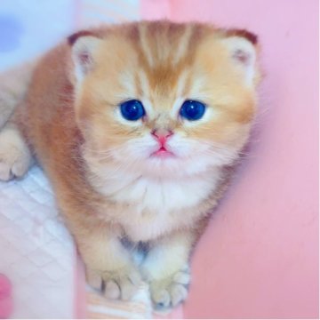 ブリティッシュショートヘア【埼玉県・女の子・2025年8月1日・ゴールデン】の写真「虎みたいな子猫🐈」