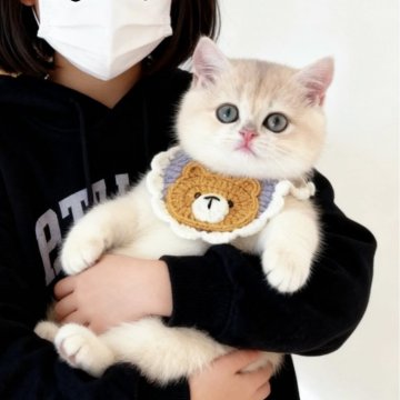 ブリティッシュショートヘア【埼玉県・女の子・2025年7月11日・ブルーゴールデン】の写真「甘え坊、むっちりコロッコロ🩵」