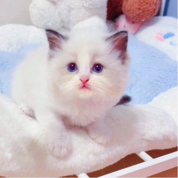 ラグドール【埼玉県・女の子・2025年6月7日・シールポイントバイカラー】の写真「大きな瞳に、透き通るような青い目🌟」