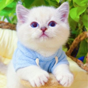 ラグドール【埼玉県・男の子・2025年9月10日・シールリンクスポイントミテッド】の写真「🐾甘え坊，珍しいカラー🩵」