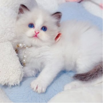 ラグドール【埼玉県・男の子・2025年6月7日・シールポイントバイカラー】の写真「1番美しいラグドール🔆🔆🔆」