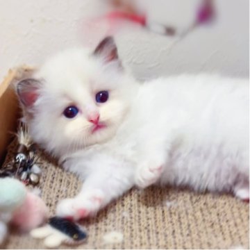 ラグドール【埼玉県・女の子・2025年6月7日・シールポイントバイカラー】の写真「透き通るような青い目🎀 とっても生き生きとした子」