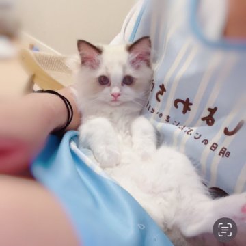ラグドール【埼玉県・女の子・2025年6月7日・シールポイントバイカラー】の写真「最初はびびり屋なのに慣れるとべったり甘えん坊になる」