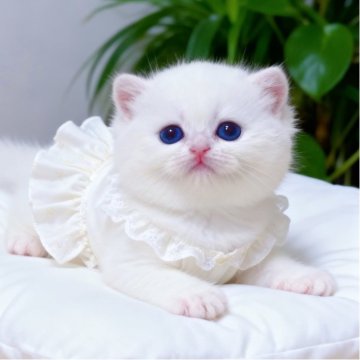 ブリティッシュショートヘア【埼玉県・女の子・2025年9月5日・ゴールデンポイント】の写真「🧸✨甘え坊、珍しいカラー、一瞬で心を奪われます✨」