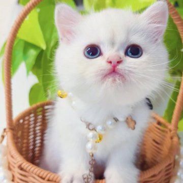 ブリティッシュショートヘア【埼玉県・女の子・2025年3月23日・ゴールデンポイント🎀】の写真「腕の中でゴロゴロするのが大好き，珍しいカラー🩷」