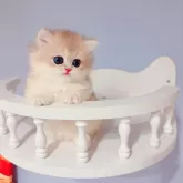 ブリティッシュショートヘア