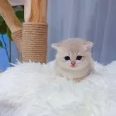ブリティッシュショートヘア