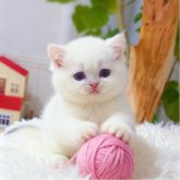 ブリティッシュショートヘア