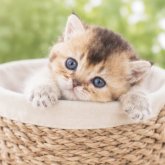 ブリティッシュショートヘア