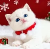 ブリティッシュショートヘア