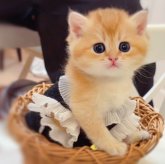 ブリティッシュショートヘア