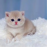 ブリティッシュショートヘア