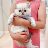 ブリティッシュショートヘア