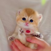 ブリティッシュショートヘア