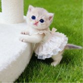 ブリティッシュショートヘア