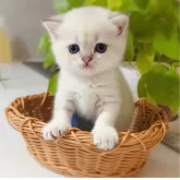 ブリティッシュショートヘア