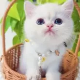 ブリティッシュショートヘア