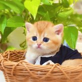 ブリティッシュショートヘア